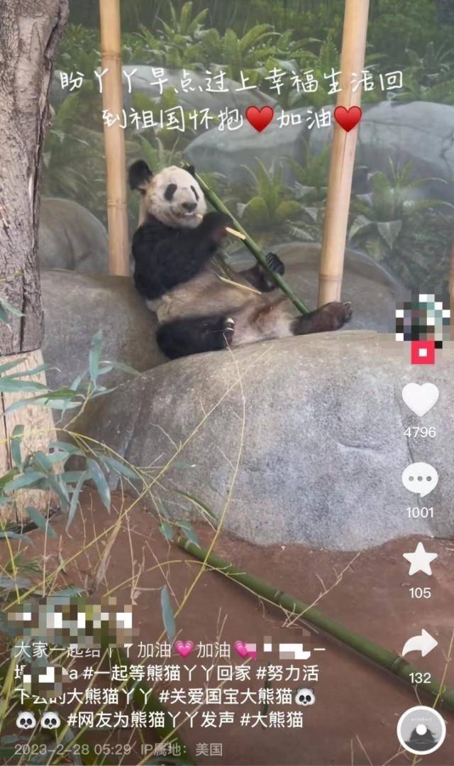 大熊猫为什么近期扎堆回国？ 多数属于协议到期后正常归还